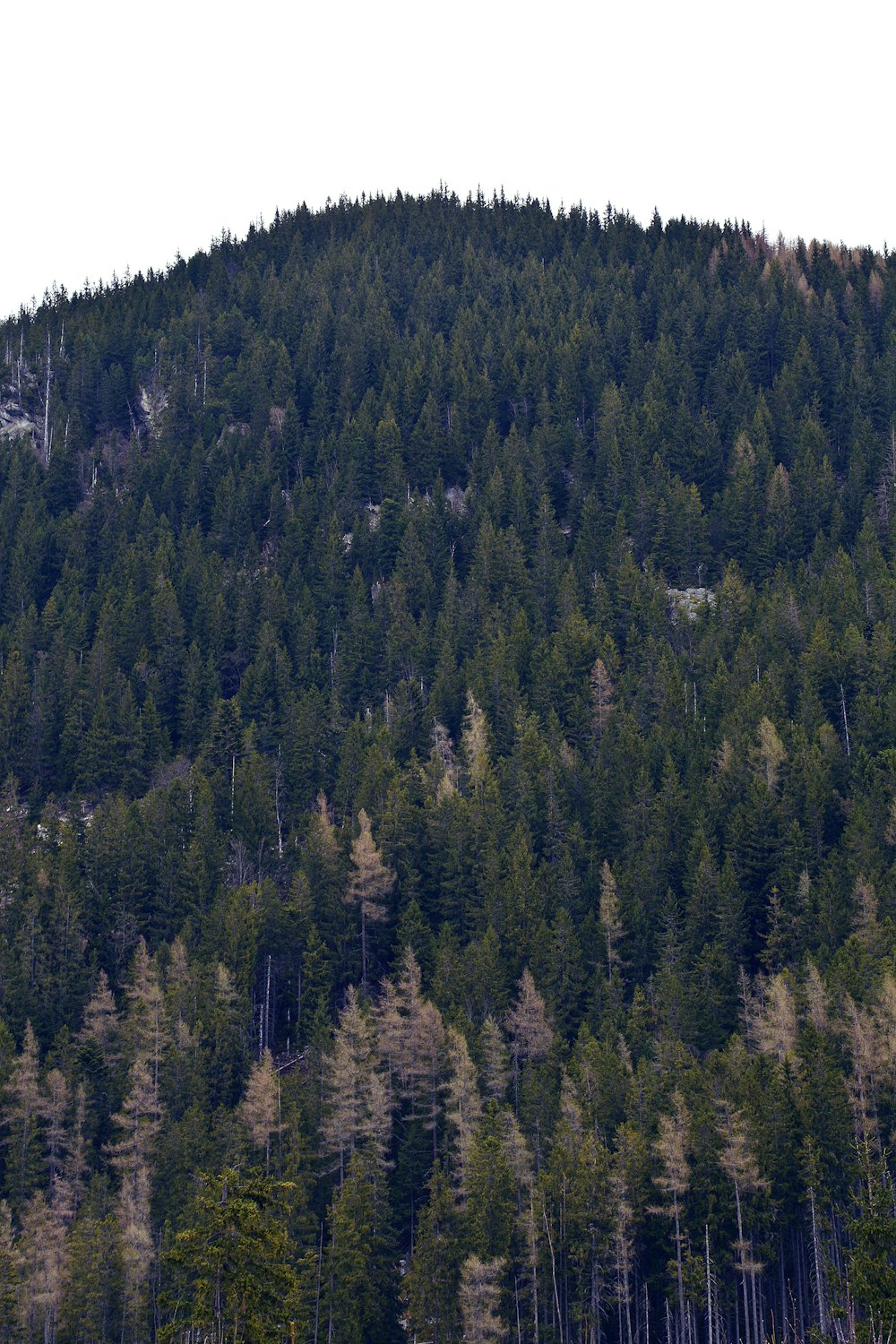 pinos verdes en la montaña durante el día