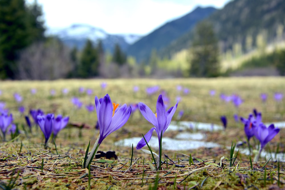 purple crocus flowers in bloom during daytime