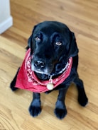 A black dog with soulful eyes sits on a wooden floor. It wears a red bandana around its neck, adding a playful touch to its appearance. The lighting highlights the dog's shiny coat and gentle expression.