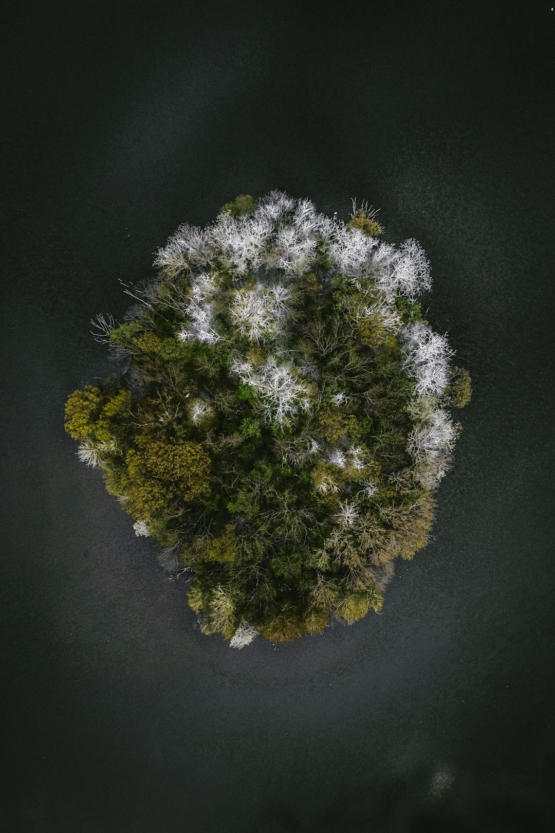 green and white plant on black surface