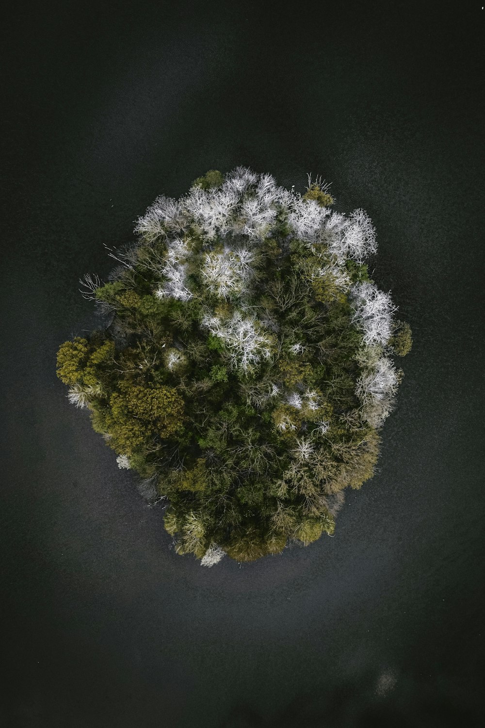 green and white plant on black surface