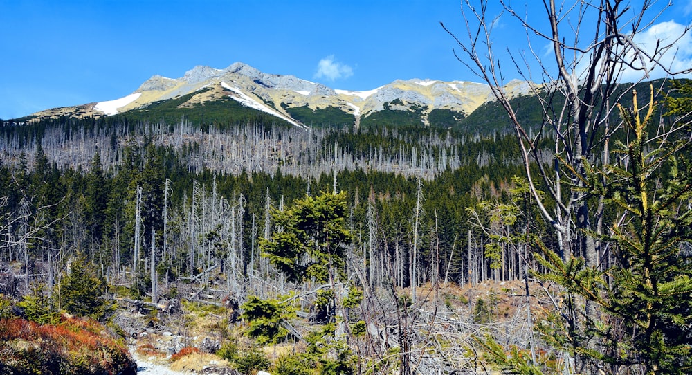 pini verdi vicino alla montagna coperta di neve sotto il cielo blu durante il giorno