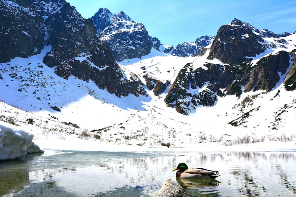 man in green and black jacket sitting on rock near lake during daytime