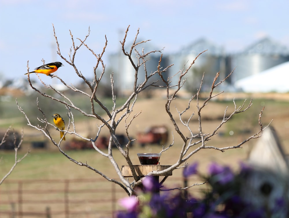 yellow bird on brown tree branch during daytime