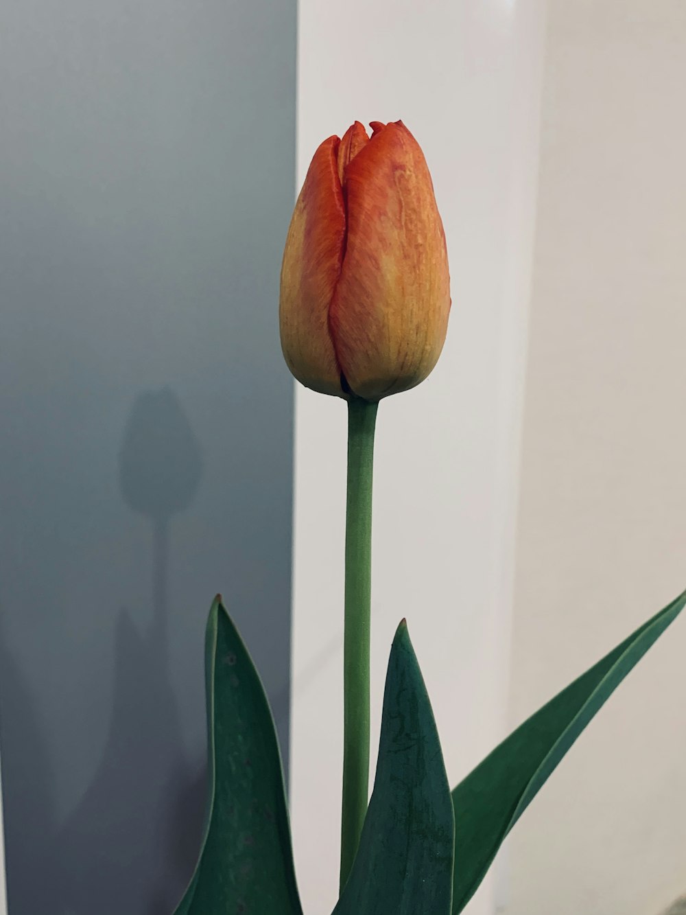 orange and green tulip in close up photography