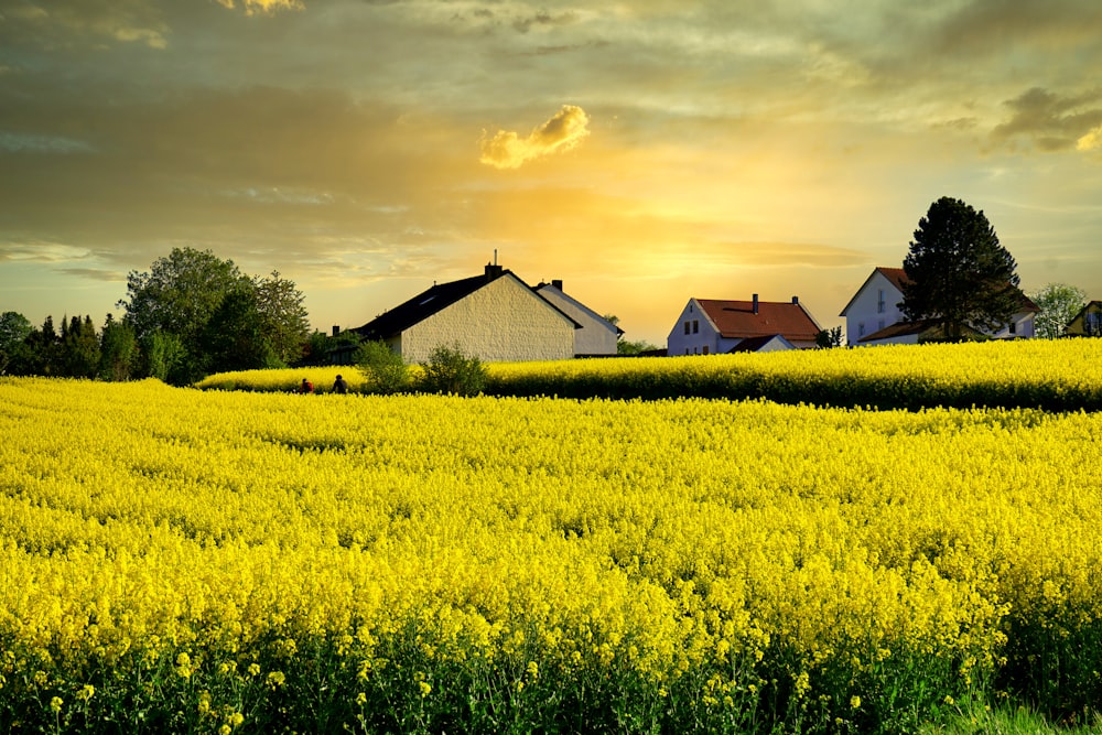 brown and white house on yellow flower field during daytime