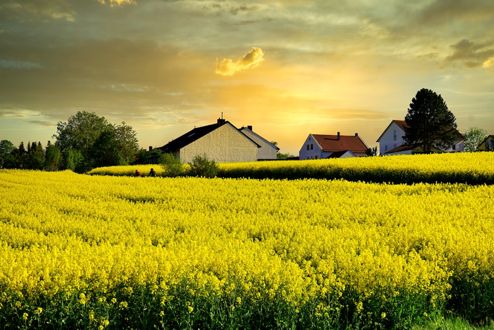 Casa marrone e bianca sul campo di fiori gialli durante il giorno