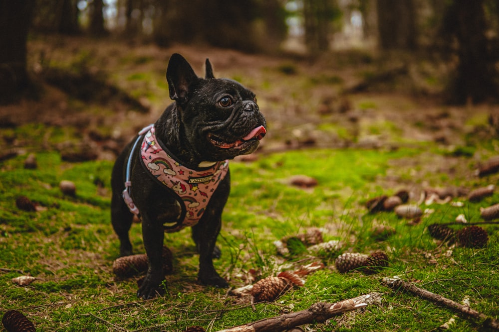  About French Bulldog Rescue
