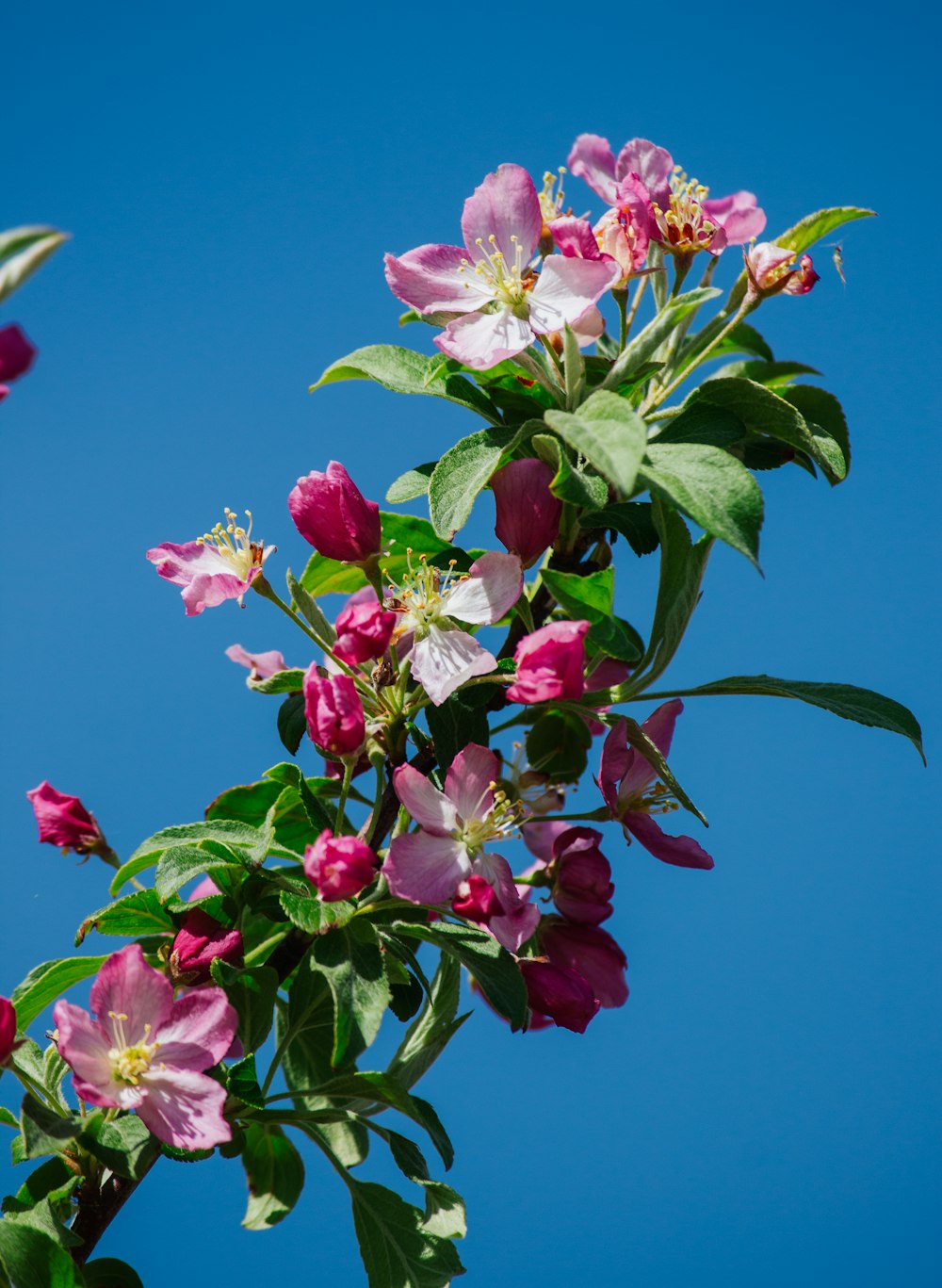 pink and white flowers under blue sky during daytime