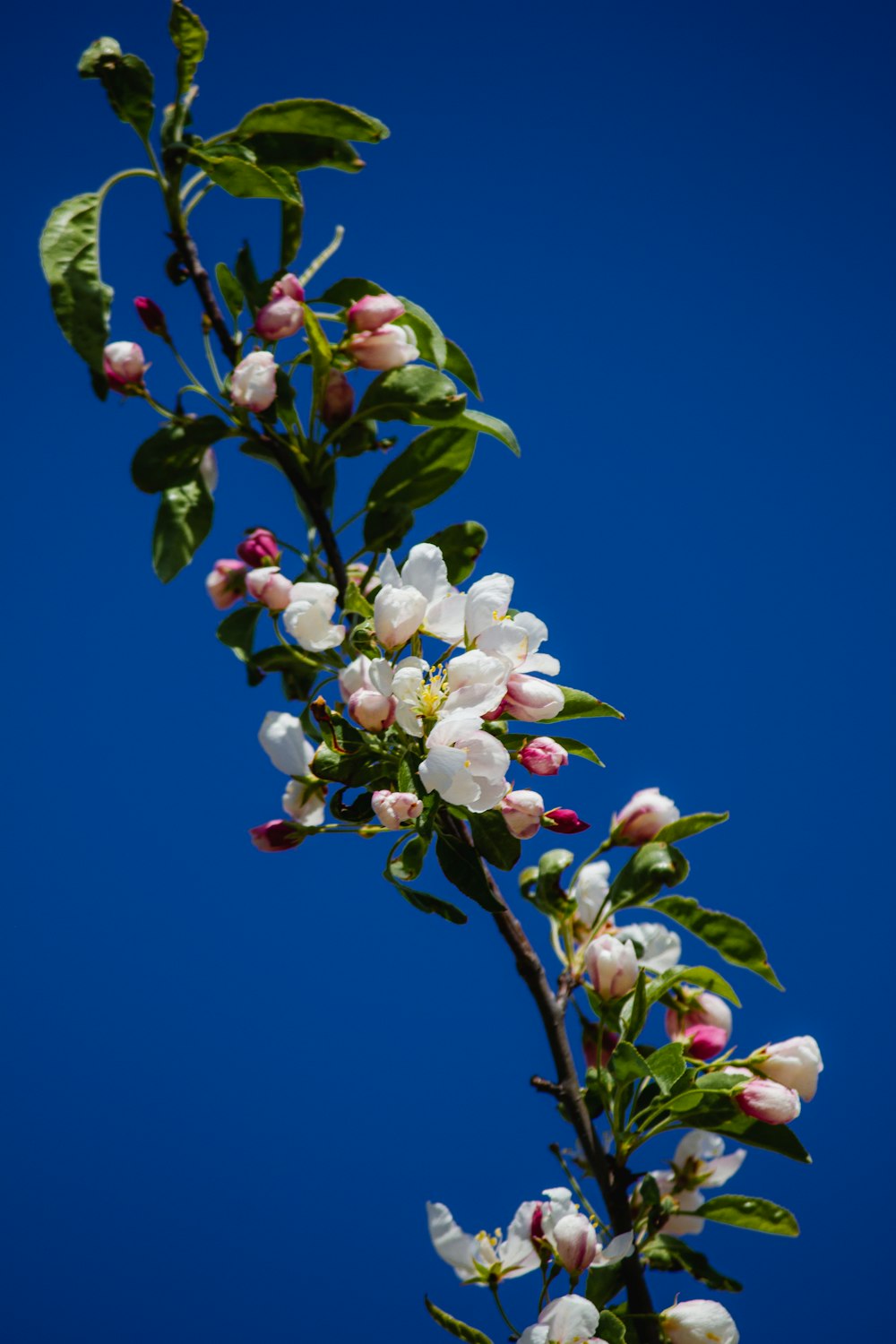 white and pink apple blossom in bloom during daytime