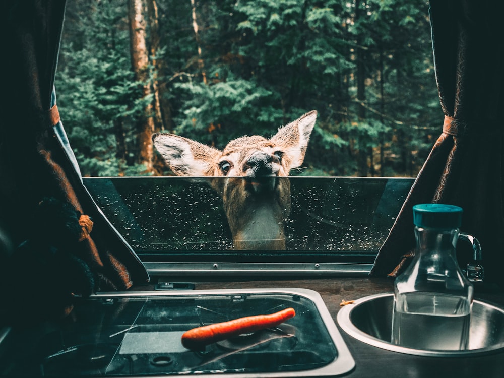 brown horse drinking water from stainless steel bucket