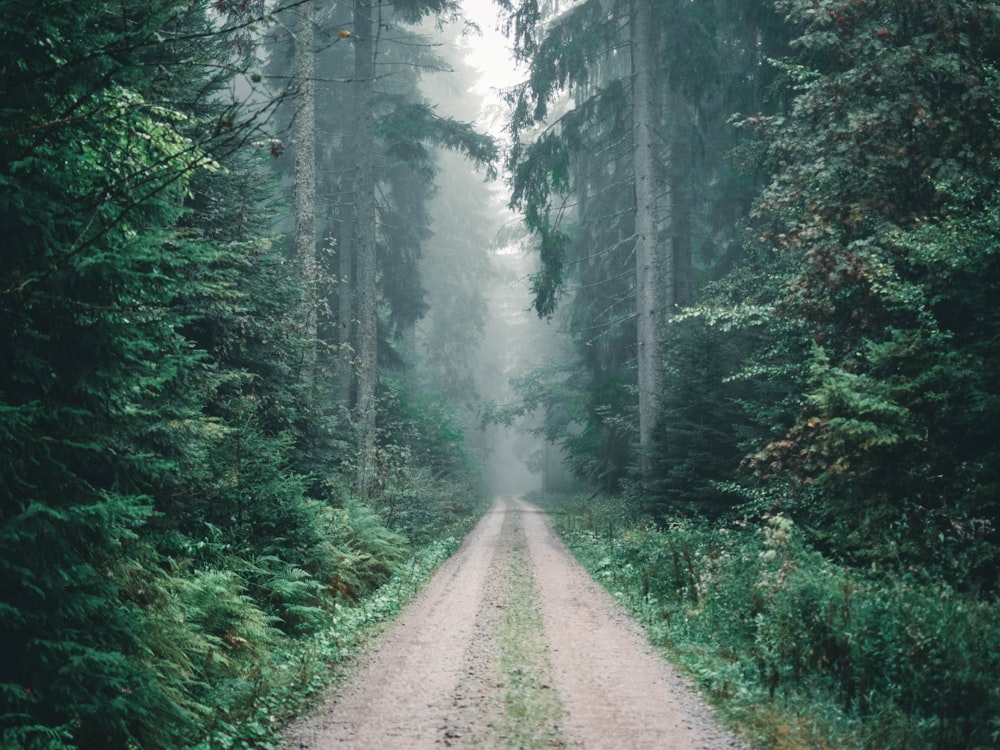 a dirt road in the middle of a forest