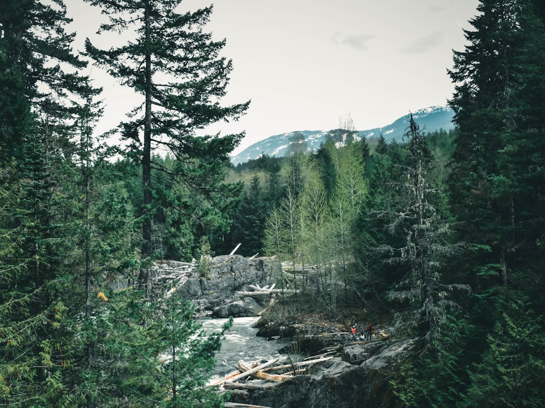 Tropical and subtropical coniferous forests photo spot Whistler Grouse Mountain Skyride