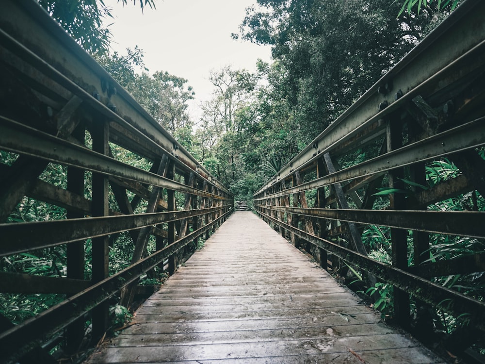 brown wooden bridge over green trees during daytime