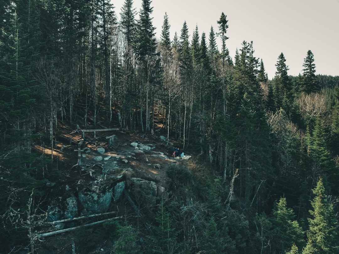 Tropical and subtropical coniferous forests photo spot Jacques-Cartier National Park Grands-Jardins National Park