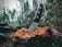 A knife with an intricately patterned blade is embedded in the center of a tree stump in a forest setting. The forest is dense with tall trees and a variety of green foliage, creating a natural backdrop. The knife handle is dark with metallic accents.