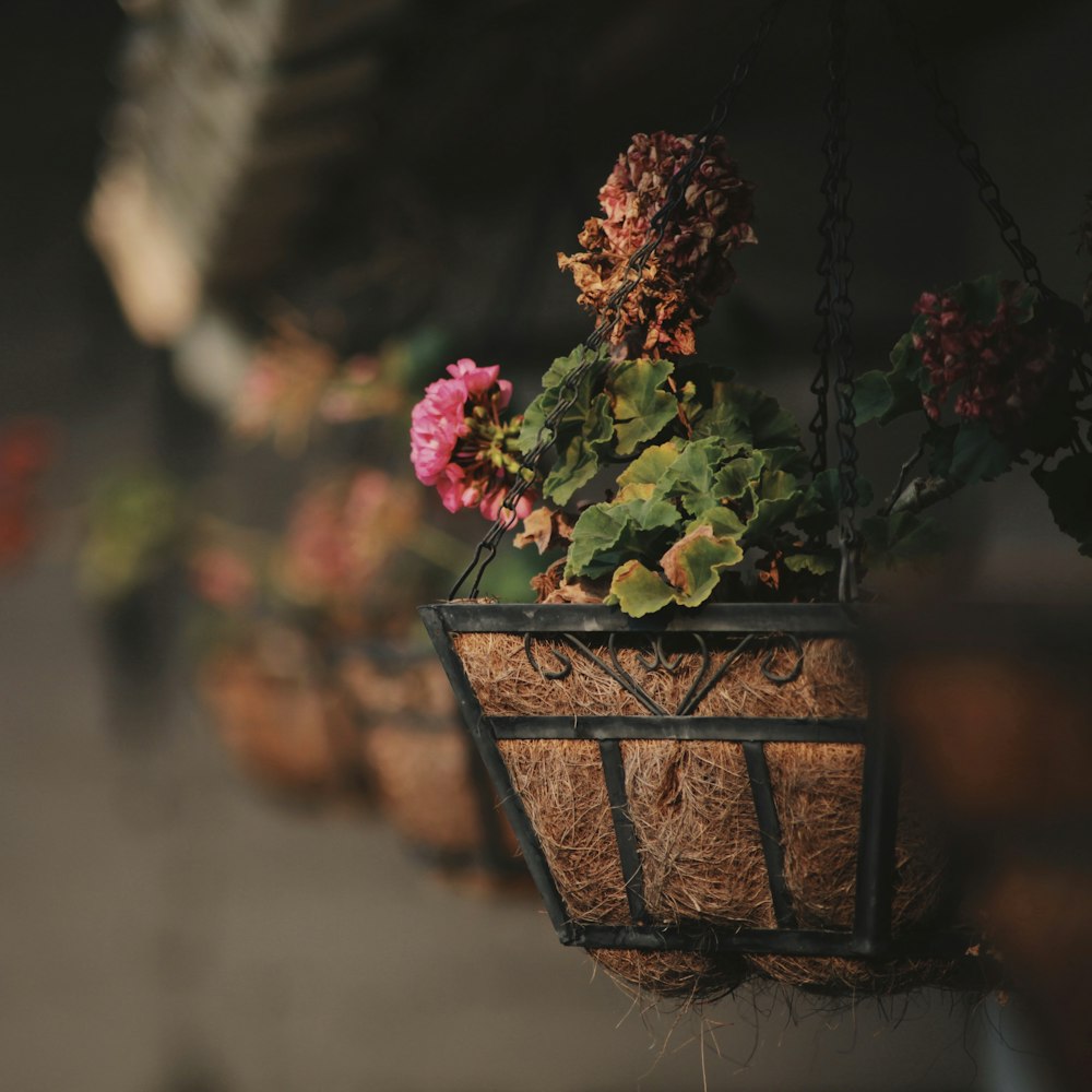 red and green flower in brown basket