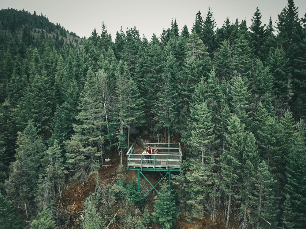 green pine trees under white sky during daytime