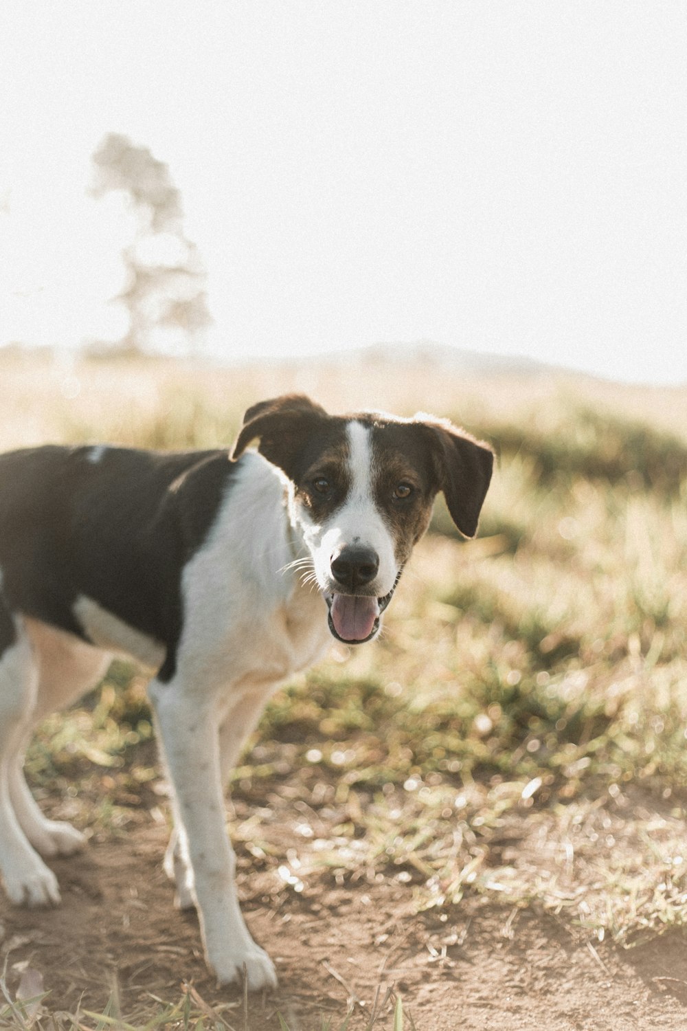 black and white short coat medium dog on brown dried leaves during daytime