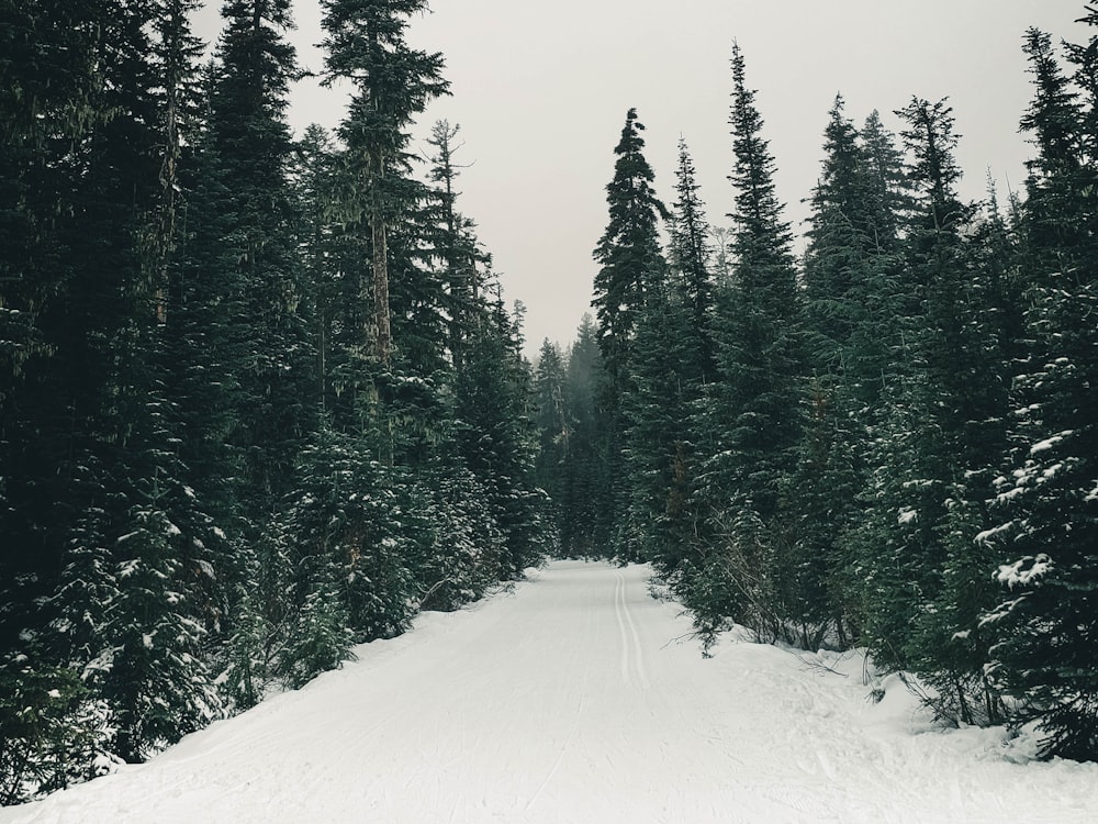 昼間の緑の木々の間の雪に覆われた道路