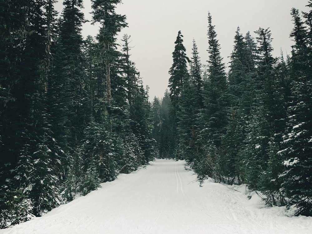 snow covered road between green trees during daytime