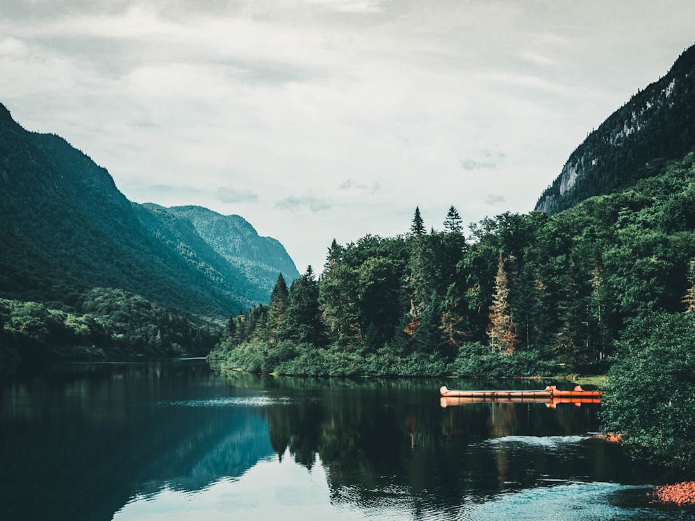 green trees near lake during daytime