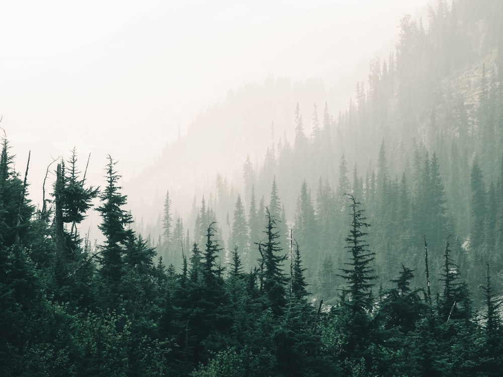 green pine trees on foggy weather