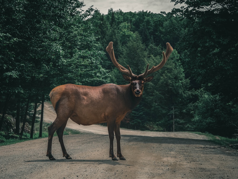 昼間の灰色のアスファルト道路の茶色の鹿