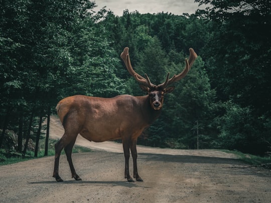brown deer on gray asphalt road during daytime in Parc Omega Canada