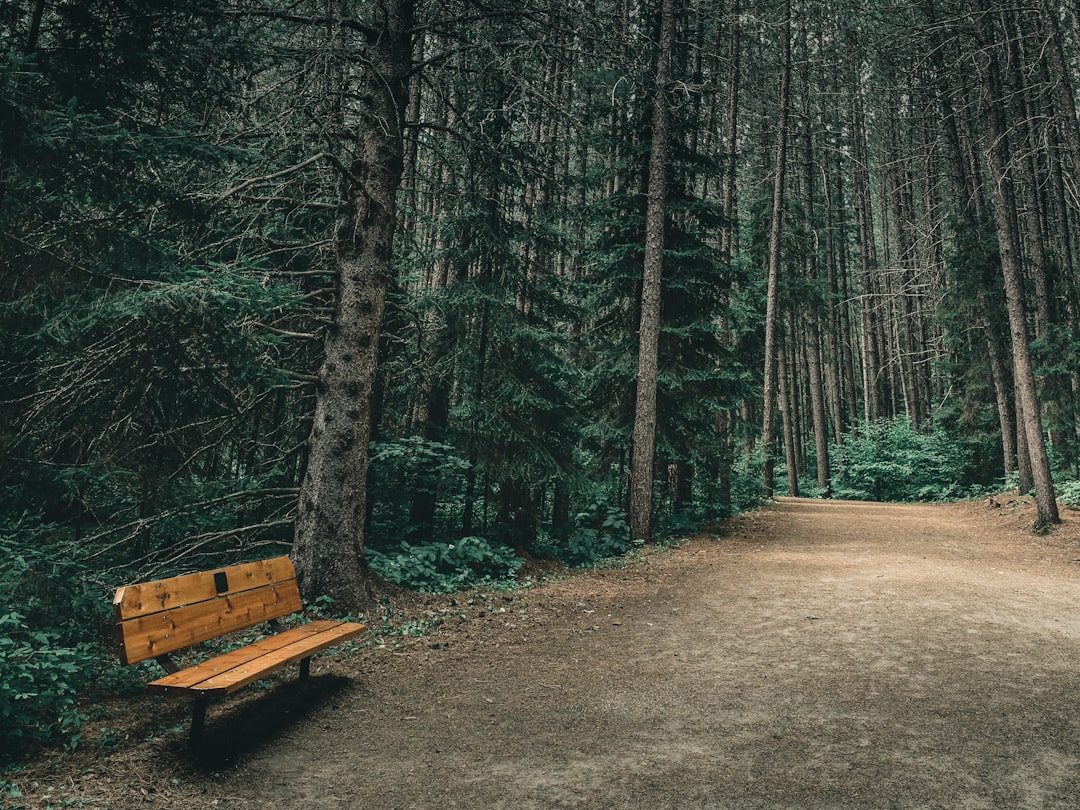 brown wooden bench on forest during daytime