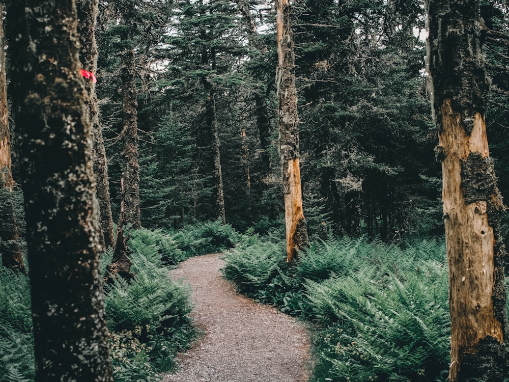 pathway between green grass and trees