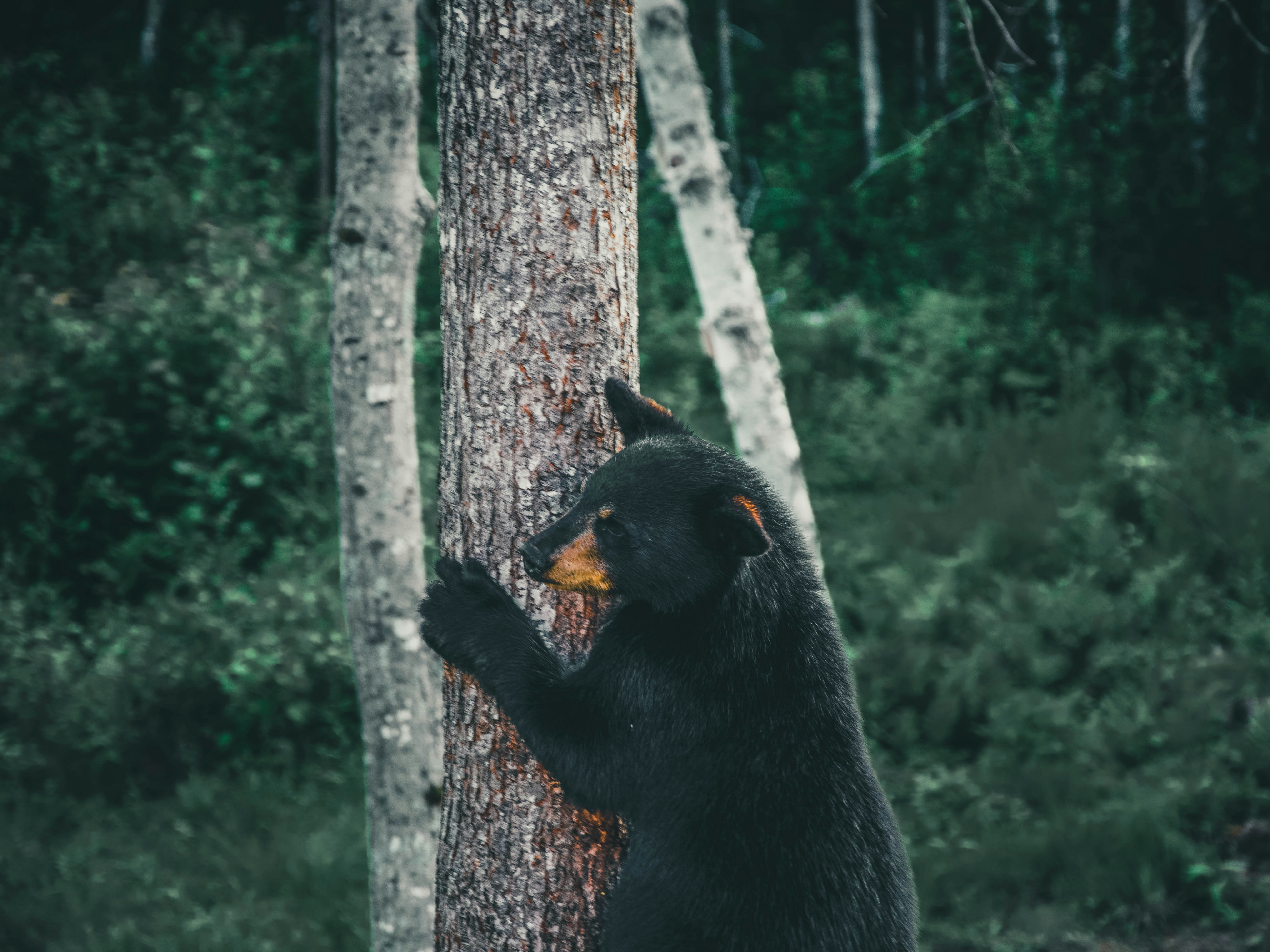 Recognize Bear Warning Signs on the Trail (image credits: unsplash)
