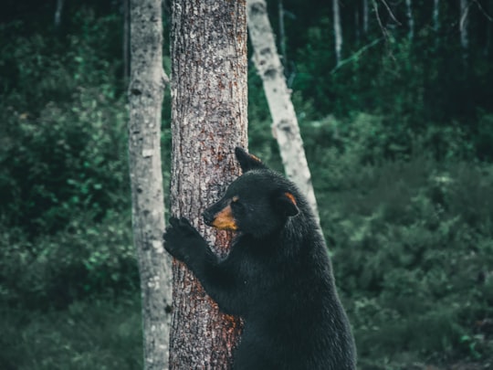 black bear on brown tree trunk in Parc Omega Canada