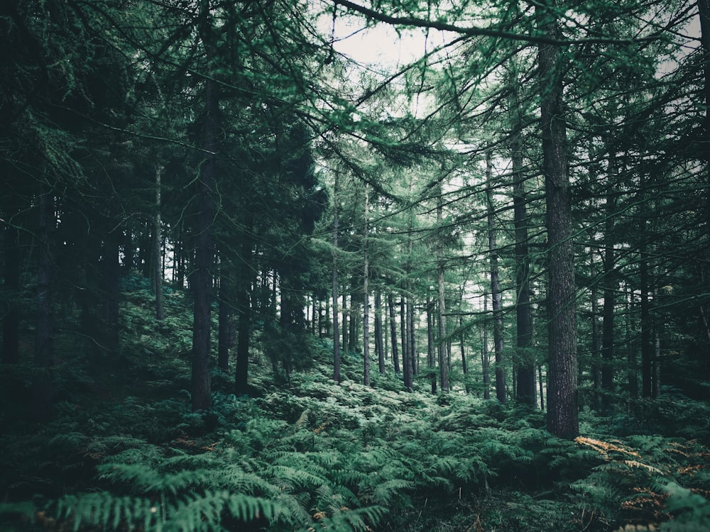 Arbres et plantes verts pendant la journée