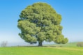 green tree on green grass field during daytime