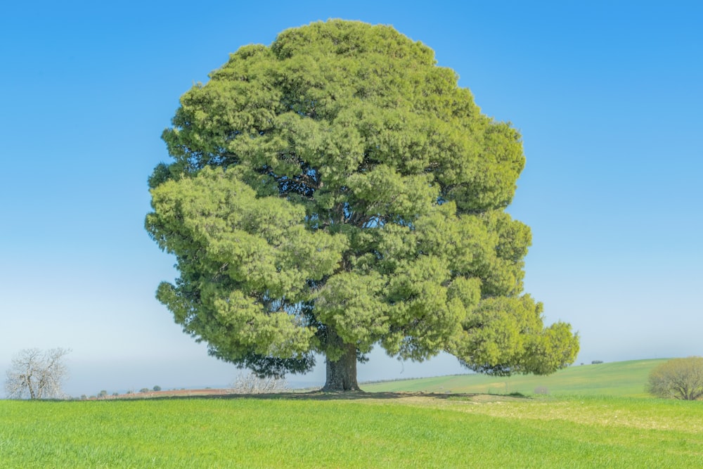 green tree on green grass field during daytime