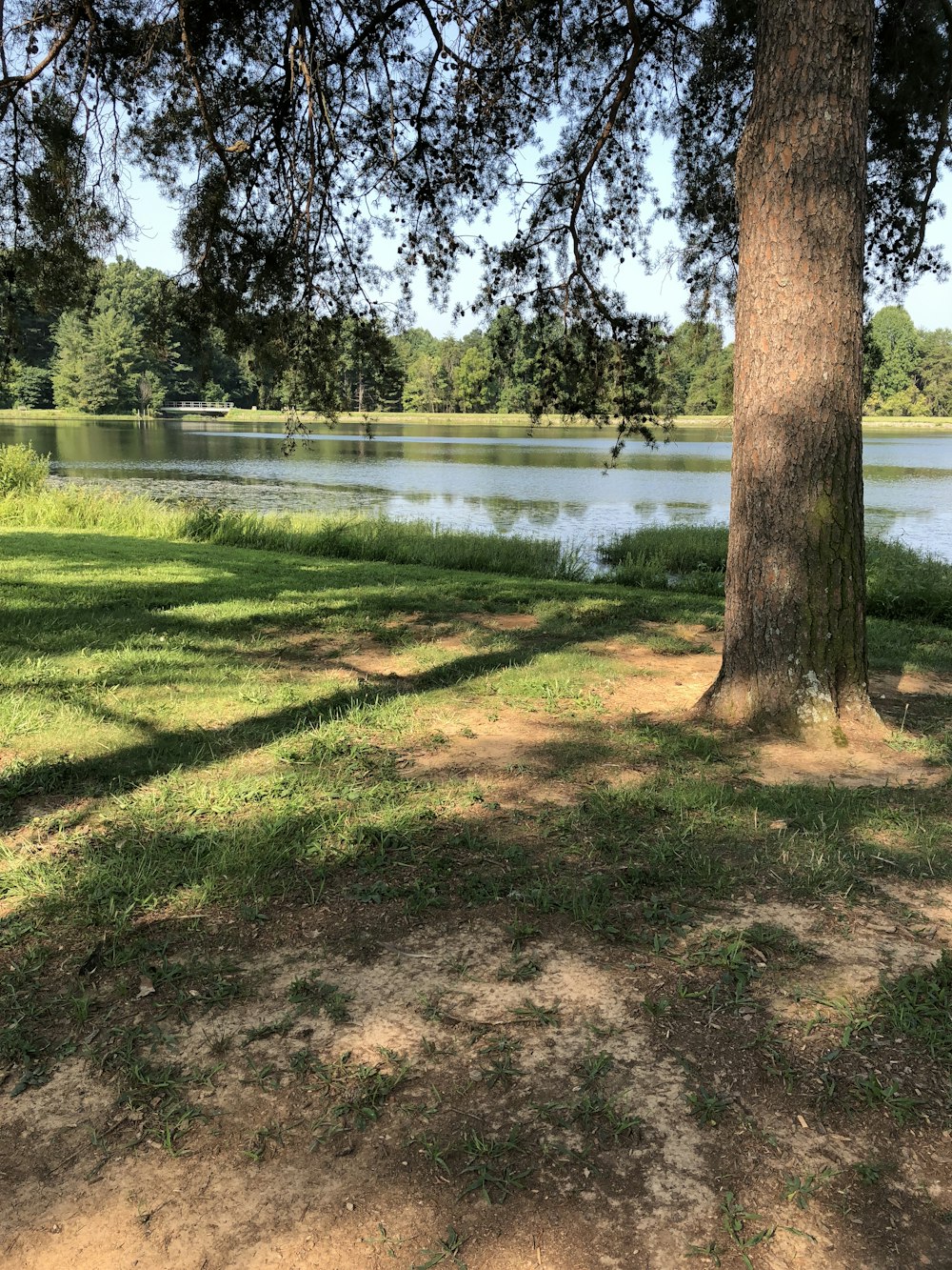 green grass field near lake during daytime