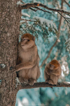 brown monkey on brown tree in azrou city in morocco