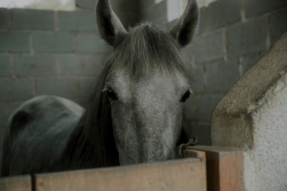 black horse in brown wooden cage