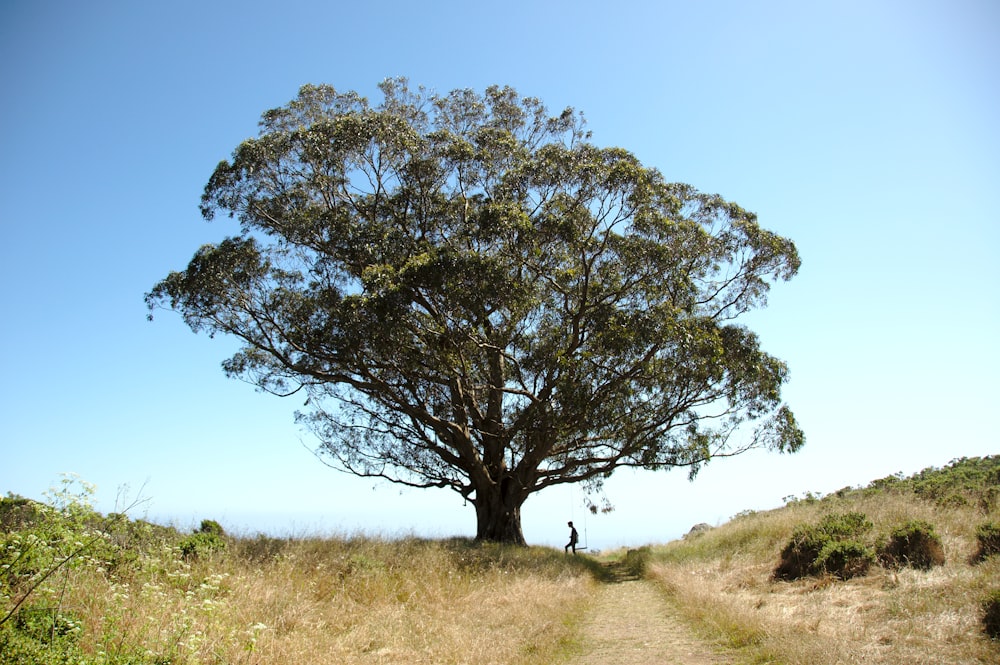 a person standing under a tree on a dirt road
