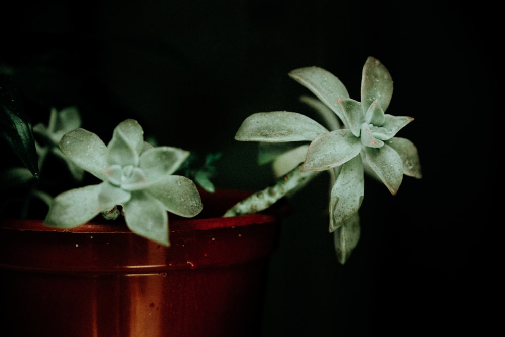 planta verde no vaso vermelho
