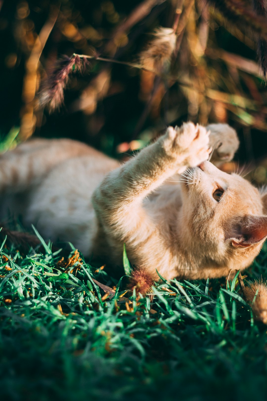 brown lioness lying on green grass during daytime