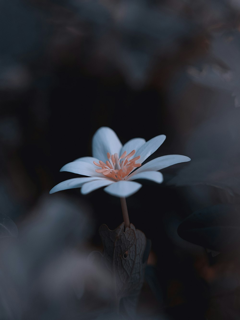 white and purple flower in tilt shift lens