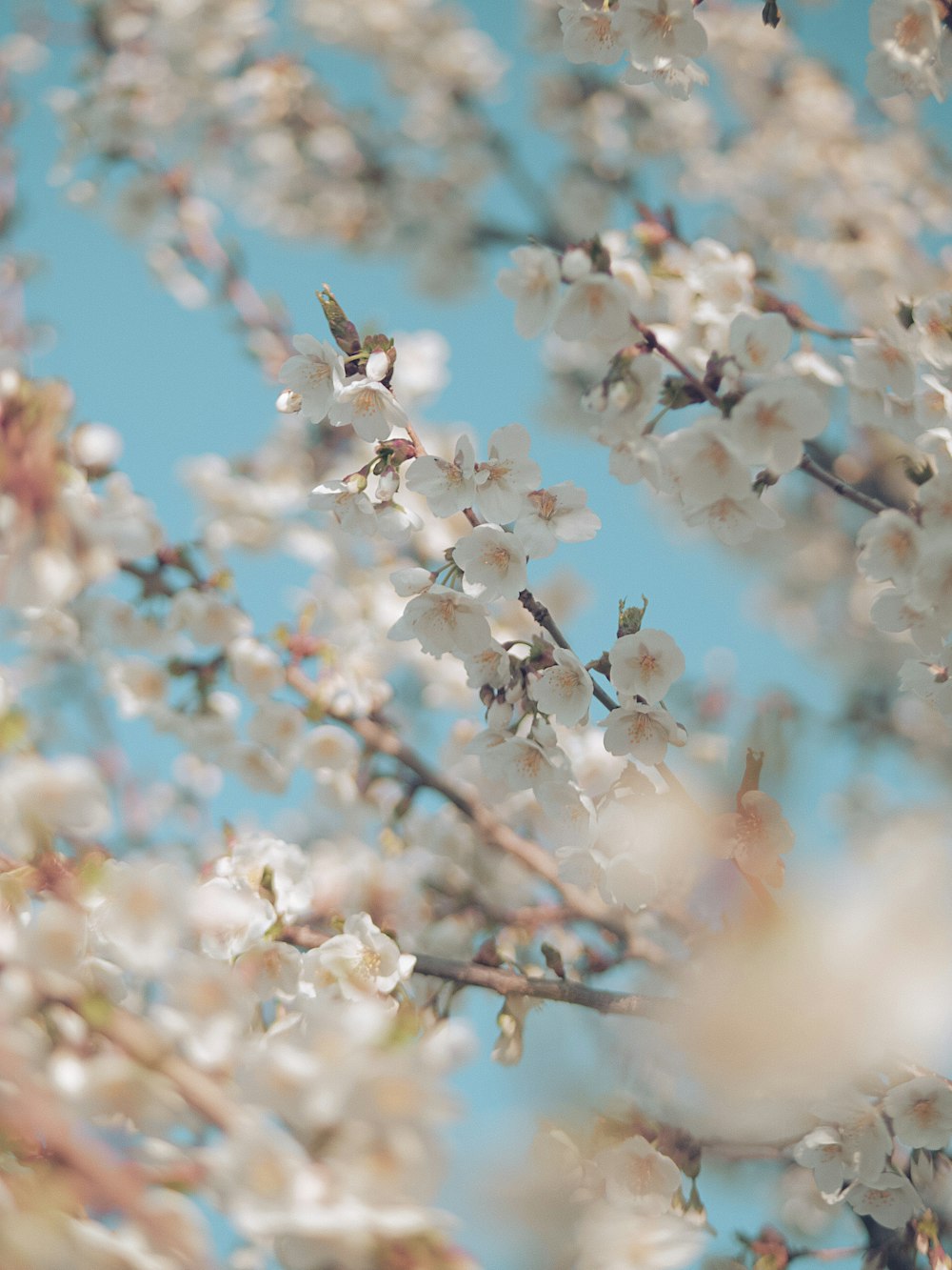 white and brown flower buds