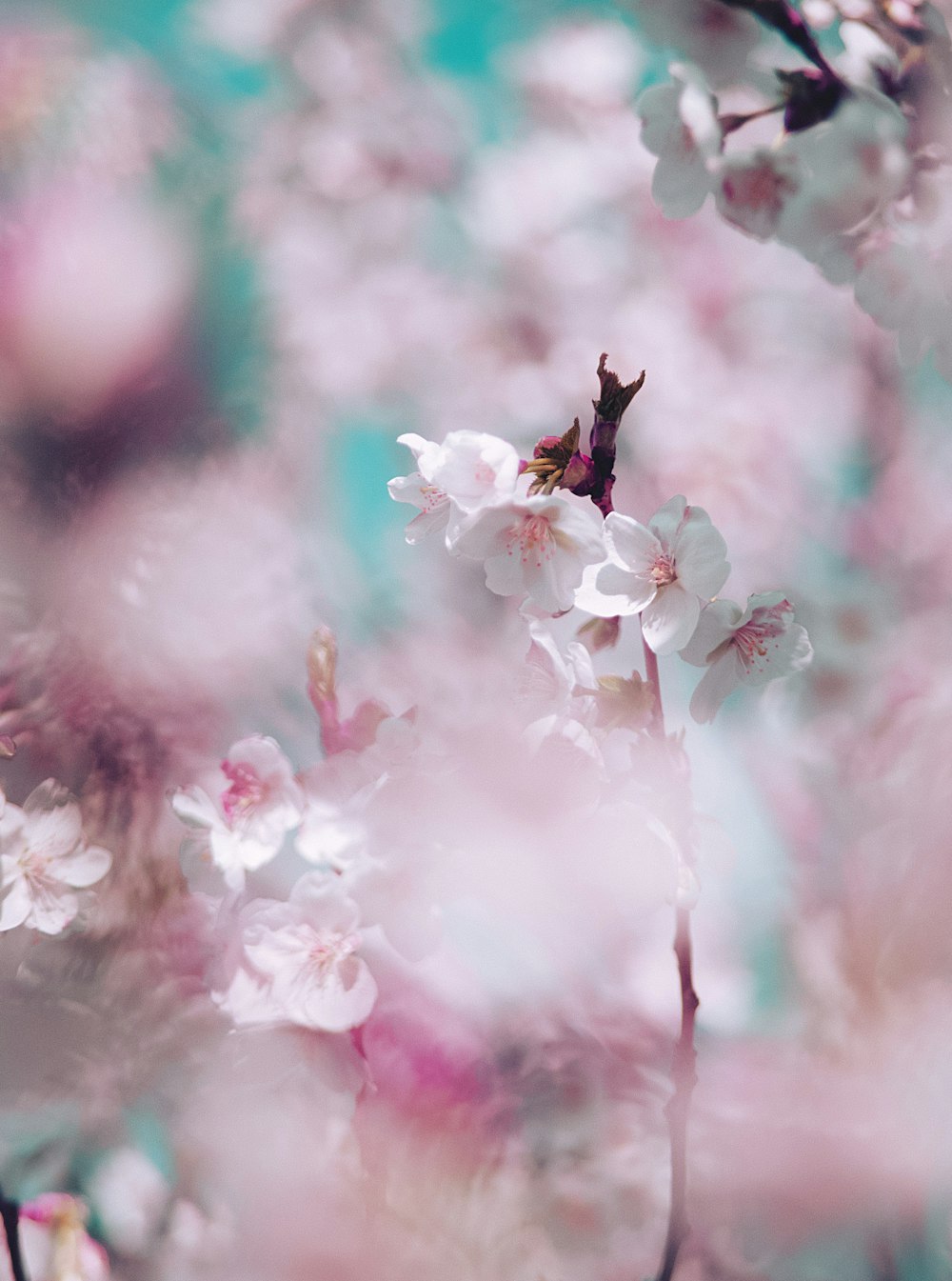 핑크 벚꽃 클로즈업 사진