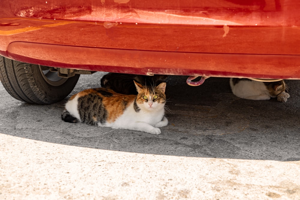 gatto marrone e bianco sdraiato sul pavimento