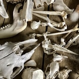 Close-up of a rustic pile of dog bones neatly stacked on a wooden table.