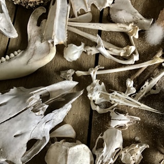 An assortment of animal bones and skulls scattered on a wooden surface, showcasing a variety of shapes and sizes. The bones are predominantly ivory in color, and the texture of the wood is visible beneath them.