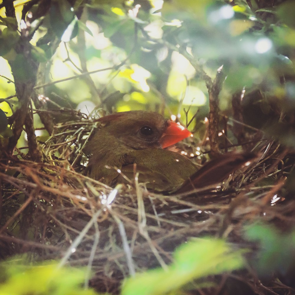 Brauner und roter Vogel am Nest