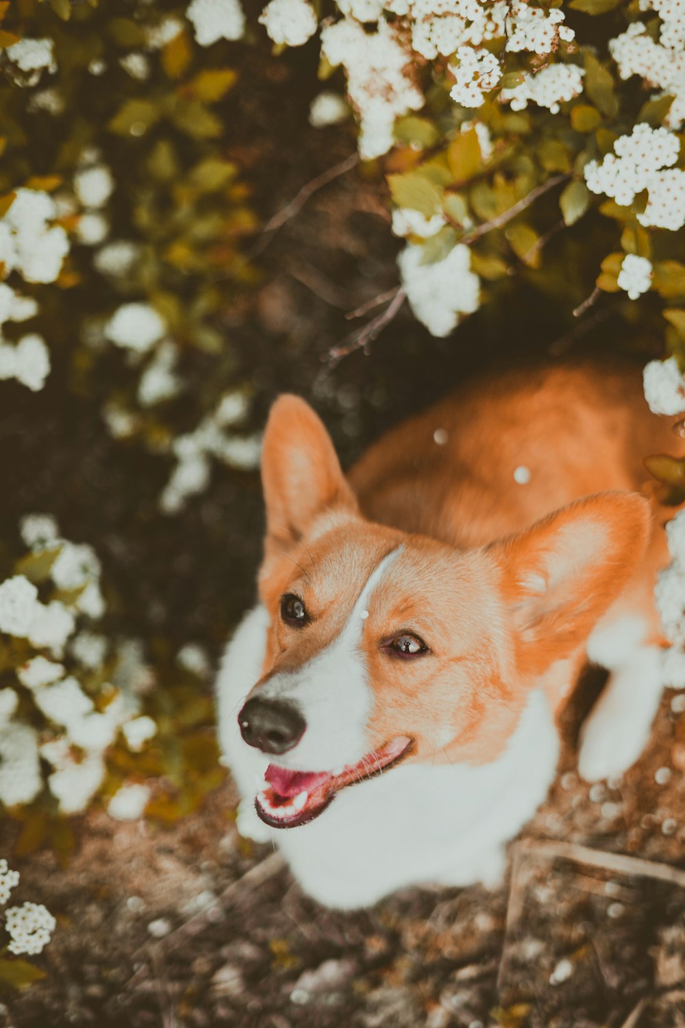 brown and white corgi on snow covered ground